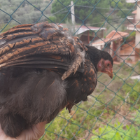 Brahma perniciata oro