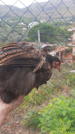 Brahma perniciata oro