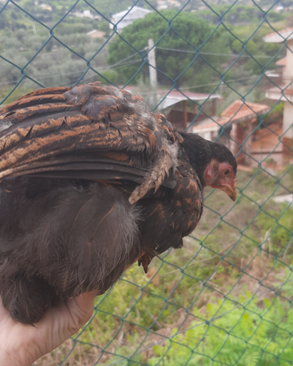 Brahma perniciata oro
