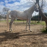 Cavallo arabo intero. Documenti ANICA