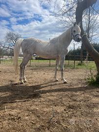 Cavallo arabo intero. Documenti ANICA