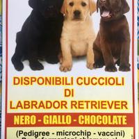 Cuccioli di Labrador Retriever