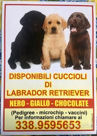 Cuccioli di Labrador Retriever