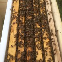 nuclei di api , sciami , famiglie di api, alveare