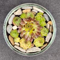 Vasetto aperto composto dalla pianta “Semprevivo M