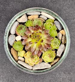 Vasetto aperto composto dalla pianta “Semprevivo M