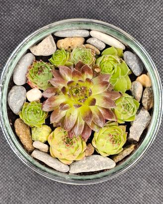 Vasetto aperto composto dalla pianta “Semprevivo M