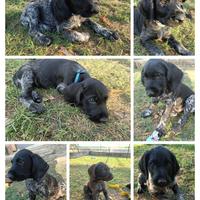 Cani da caccia