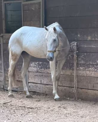 Cavalla spagnola 10 anni