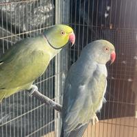 Coppia parrocchetti dal collare