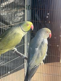 Coppia parrocchetti dal collare