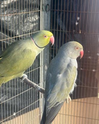 Coppia parrocchetti dal collare