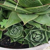 🌿 "Stella d'Africa" - un'esotica aloe sudafrica