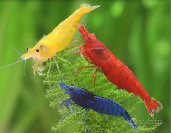 NEOCARIDINE vari tipi e colori + marimo moss