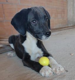 Cucciolo di segugio di 3 mesi (Catania)