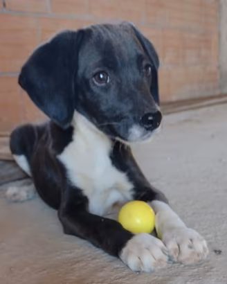 Cucciolo di segugio di 3 mesi (Catania)