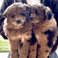 Cuccioli chow chow