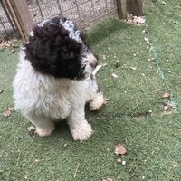 Lagotto Romagnolo