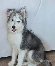 Cucciolo 11 mese