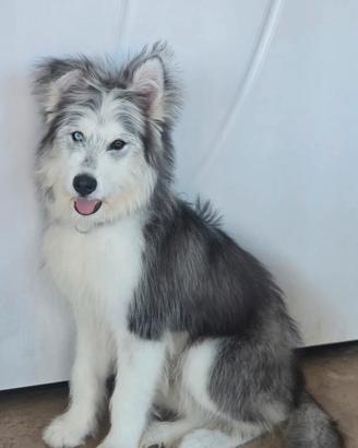 Cucciolo 11 mese