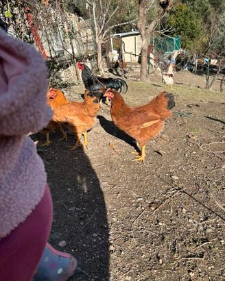 Galline