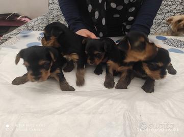 Cuccioli di yorkshire terrier