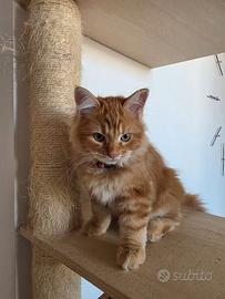 cucciola gatto siberiano