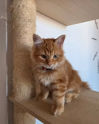 cucciola gatto siberiano