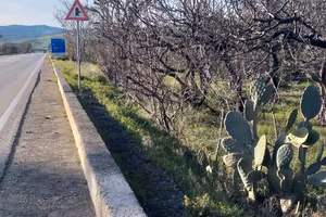 Terreno con uliveto