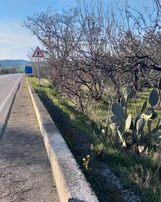 Terreno con uliveto