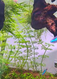Piante sessiflora per acquario + pesci guppy