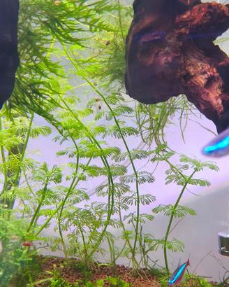 Piante sessiflora per acquario + pesci guppy
