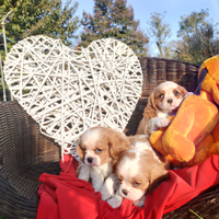 Cuccioli Cavalier king con pedigree