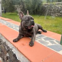 Bulldog francese