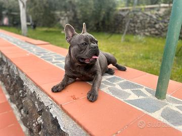 Bulldog francese