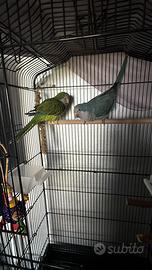 Parrocchetti monaci con gabbia