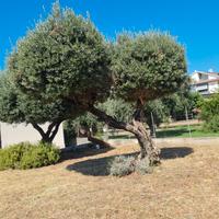 Manutenzione giardini