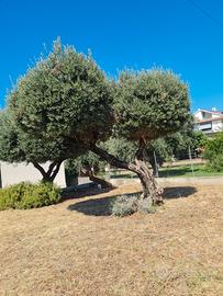 Manutenzione giardini