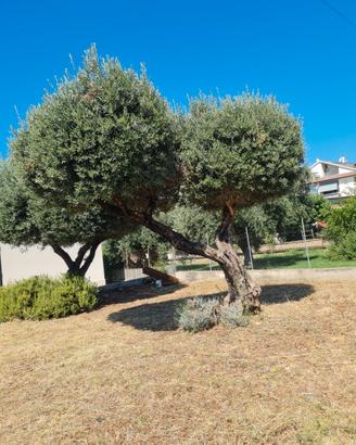 Manutenzione giardini