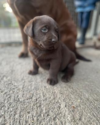 Labrador marroni e neri con pedigree