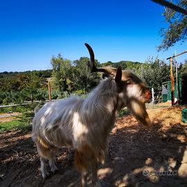 Caprone per riproduzione