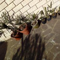 Piante di Palma da dattero a Ventaglio