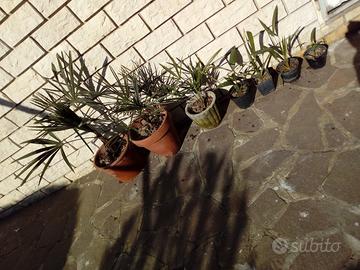 Piante di Palma da dattero a Ventaglio