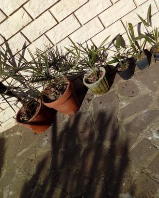 Piante di Palma da dattero a Ventaglio