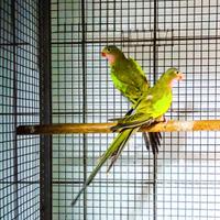 Coppia pappagalli regina Alessandra ancestrali