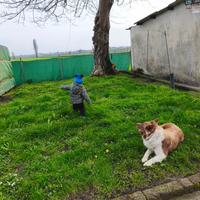 Border collie marrone e bianco