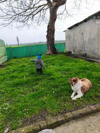 Border collie marrone e bianco