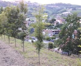 Terreno agricolo di 1500 mq a Cisterna d'Asti