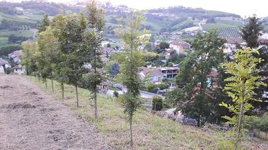 Terreno agricolo di 1500 mq a Cisterna d'Asti