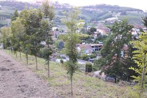 Terreno agricolo di 1500 mq a Cisterna d'Asti